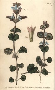 Grondklimop, Glechoma hederacea, Gymnospermia door Sydenham Teast Edwards