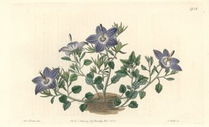Harigbladige klokjesbloem, inheems in Italië - Sterk water door S. Watts naar een illustratie van Sarah Anne Drake (1803-1857), uit het Botanical Register door Sydenham Teast Edwards
