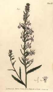 Heide lobelia, Lobelia urens, Polygamia monogamia. Handgekleurde kopergravure door F. Sansom naar een botanische illustratie door Sydenham Edwards voor William Curtis
