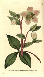 Livid helleborus