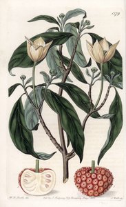 Himalaya kornoelje