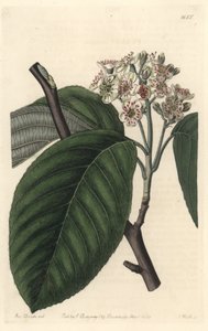 Himalaya Lijsterbes