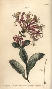 Kamperfoelie, Lonicera caprifolium, Monogynia. Handgekleurde kopergravure door F. Sansom naar een botanische illustratie door Sydenham Edwards voor William Curtis