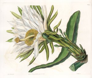 Hylocereus bloem, variëteit van epifytische cactus - Plaat gegraveerd door S.Watts, uit een illustratie van Sarah Anne Drake (1803-1857), uit het Botanical Register van Sydenham Edwards (1768-1819), Engeland