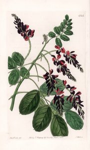 Indigofera Variete - Plaat gegraveerd door S.Watts, uit een illustratie van Sarah Anne Drake (1803-1857), uit het Botanical Register van Sydenham Edwards (1768-1819), Engeland door Sydenham Teast Edwards
