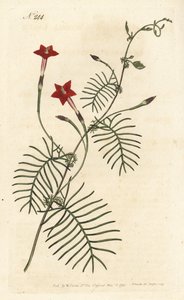 Ipomee quamoclite of quamoclite pennee of ipomee met rode bladeren - Cipreswinde of gevleugelde ipomoea, Ipomoea quamoclit door Sydenham Teast Edwards