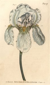 Iris florentina, Iris germanica nothovar. Handgekleurde kopergravure door F. Sansom van een botanische illustratie door Sydenham Edwards voor William Curtis