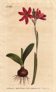Ixia roze. van de Zuid-Afrikaanse lelie familie, beschreven met bol en bladeren. Roze gekleurde ixia, een mooie roze bloem van de lelie familie uit Zuid-Afrika, getoond met bol en bladeren links. Ixia latifolia (Ixia capillaris). Handgekleurde kopergravure door Sydenham Teast Edwards