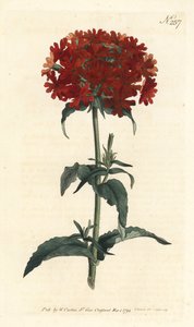 Jeruzalemkruis - Brandende liefde, Silene chalcedonica (Scharlaken lychnis, Lychnis chalcedonica). Handgekleurde kopergravure door Sansom naar een illustratie door Sydenham Edwards uit William Curtis