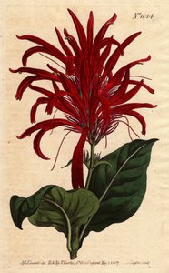 Justicia plant heeft glanzende bladeren en heldere karmozijnrode bloemen, inheems in Barbados. Glanzendbladige justicia met heldere karmozijnrode bloemen. Inheems in Barbados. Justica lucida. Handgekleurde kopergravure uit een botanische illustratie door S