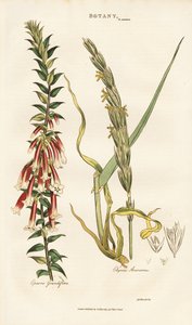 Grootbloemige Epacris en Lymegras door Sydenham Teast Edwards