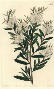 Hakea linearis