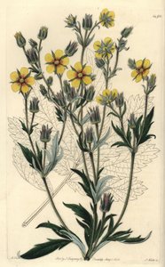 Langbladige cinquefolia varieteit - Potentilla longifolia (Viscid cinquefoil, Potentilla viscosa)