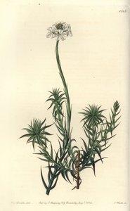 Langbladige sphenotoma, uit het Botanical Register door Sydenham Teast Edwards