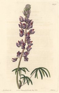 Lupine met smalle bladeren door Sydenham Teast Edwards