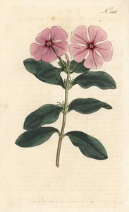 Madagaskar maagdenpalm, Catharanthus roseus (Vinca rosea) door Sydenham Teast Edwards