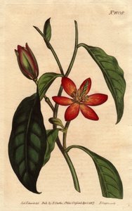 Magnolia heeft bruine stengel, met oranje bloemen en scharlaken, inheems in China. Magnolia fuscata. Handgekleurde kopergravure van een botanische illustratie door Sydenham Edwards