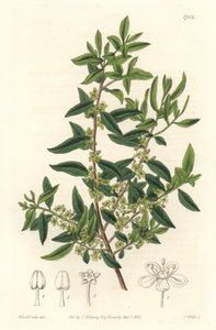 Maytenus boaria (maiten), endemisch in Midden- en Zuid-Amerika - uit het Botanical Register door Sydenham Teast Edwards