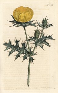 Mexicaanse Argemone, uit het Botanical Magazine