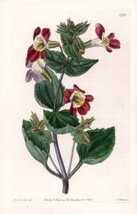 Mimule variëteit, genaamd aapbloem of muskusbloem