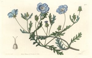 Namophile maculee, oorspronkelijk uit Californië - Sterk water door S. Watts naar een illustratie van Sarah Anne Drake (1803-1857), uit het Botanical Register door Sydenham Teast Edwards