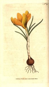 Lentekrokus