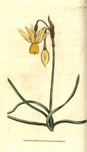 Narcis door Sydenham Teast Edwards