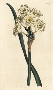 Narcissus een boeket - Trosbloemige narcis, Narcissus tazetta (Bleekbekervormige witte tuinnarcis; Narcissus orientalis) - Handgekleurde kopergravure door F. Sansom Jr. naar een illustratie van Sydenham Edwards uit William Curtis