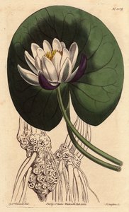 Waterlelie met grote witte bloem voor zijn ronde blad, Nymphaea nitida - uit een botanische illustratie door Sydenham Edwards