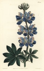 Nootka Lupine - Nootka-Sound lupine, Lupinus nootkatensis. Handgekleurde kopergravure door F. Sansom Jr. naar een illustratie door Sydenham Edwards uit William Curtis