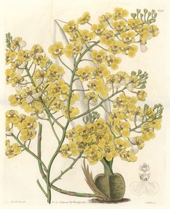 Orchidee (Oncidium ampliatum), met gele bloemen, afkomstig uit Nieuw-Zeeland - Water forte door S. Watts uit een illustratie van Sarah Anne Drake (1803-1857), uit het Botanical Register door Sydenham Teast Edwards