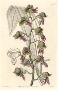 Orchidee Catasetum, tweekleurige bloemen, inheems in Guyana door Sydenham Teast Edwards