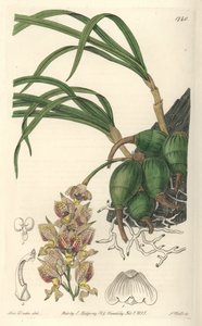 Orchidee Grobya, met gele en paarse bloemen, inheems in Brazilië door Sydenham Teast Edwards