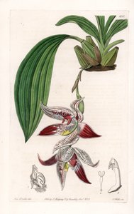 Orchidee: Paphinia cristata, afkomstig uit Amazonia - Plaat gegraveerd door S.Watts, uit een illustratie van Sarah Anne Drake (1803-1857), uit het Botanical Register van Sydenham Edwards (1768-1819), Engeland