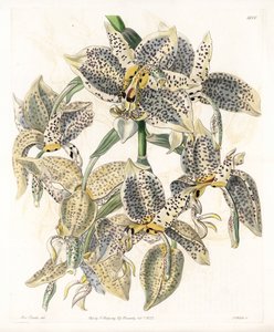 Orchidee: Stanhopea variëteit, neotropisch door Sydenham Teast Edwards
