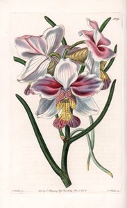 Orchidee: Vanda variëteit, epifytische soort uit Azië door Sydenham Teast Edwards