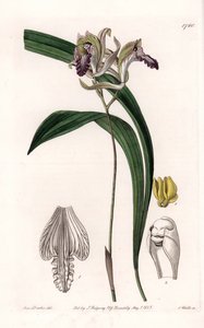 Orchidee: variëteit van Bletia uit Amerika door Sydenham Teast Edwards