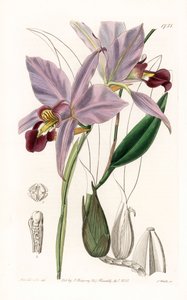 Laelia
