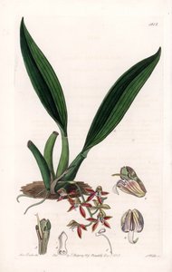 Macradenia door Sydenham Teast Edwards