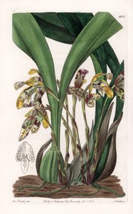 Orchidee: variëteit van maxillaria, inheems in Zuid-Amerika door Sydenham Teast Edwards