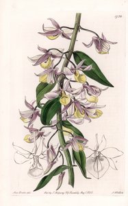 Orchidee: variëteit van Dendrobium, afkomstig uit Azië - Plaat gegraveerd door S. Watts, naar een illustratie van Sarah Anne Drake (1803-1857), uit het Botanical Register van Sydenham Edwards (1768-1819), Engeland door Sydenham Teast Edwards