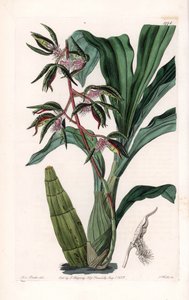 Orchidee: variëteit van catasetum, genaamd baard door Sydenham Teast Edwards