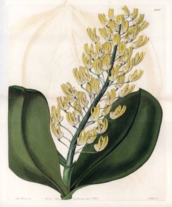 Orchidee: variëteit van dendrobium uit Australië