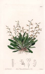 Orchidee: variëteit van epidendre