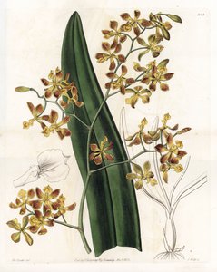 Orchidee: variëteit van epidendrum - Plaat gegraveerd door S.Watts, naar een illustratie van Sarah Anne Drake (1803-1857), uit het Botanical Register van Sydenham Edwards (1768-1819), Engeland door Sydenham Teast Edwards