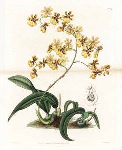 Orchidee: variëteit van epifytische oncidium uit Brazilië - Plaat gegraveerd door S. Watts, naar een illustratie van Sarah Anne Drake (1803-1857), uit het Botanical Register van Sydenham Edwards (1768-1819), Engeland