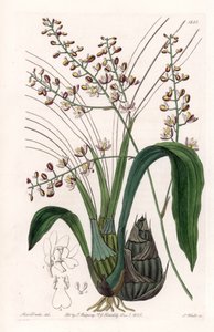 Eulophia