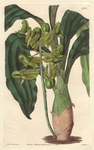 Orchidee Catasetum, inheems in Brazilië - uit het Botanical Register door Sydenham Teast Edwards