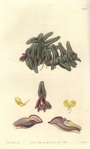 Orchidee epidendrum van Midden-Amerika - Epidendrum schlechterianum orchidee (Paarse nanodes, Nanodes discolor)