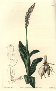 Orchidee neotine - Dichtbloemige orchidee, Neotinea maculata (One-sized aceras, Aceras secundiflora)